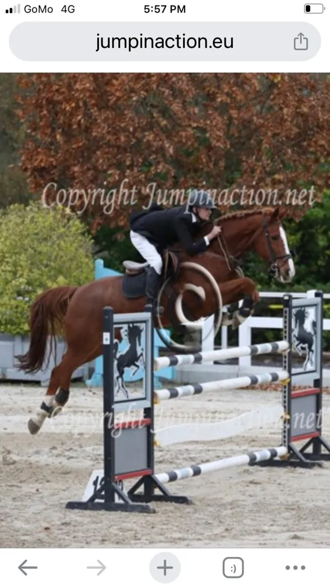 Horse - Image 4