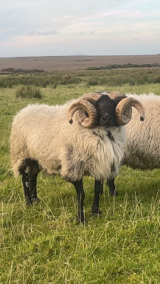 Mountain aged ram - Image 1