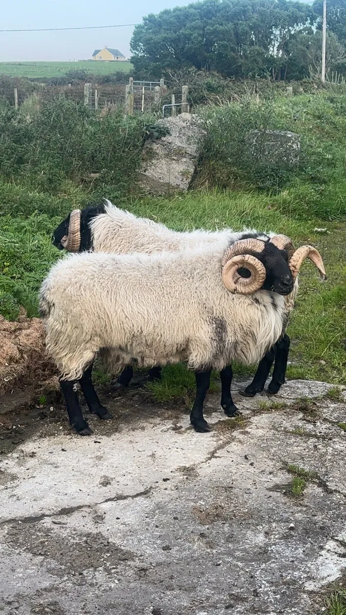 Mountain aged ram - Image 2