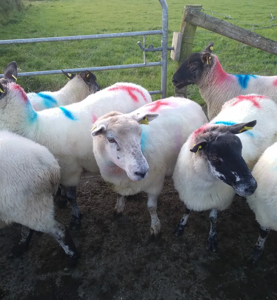 10 2nd and 3rd crop ewes - Image 1