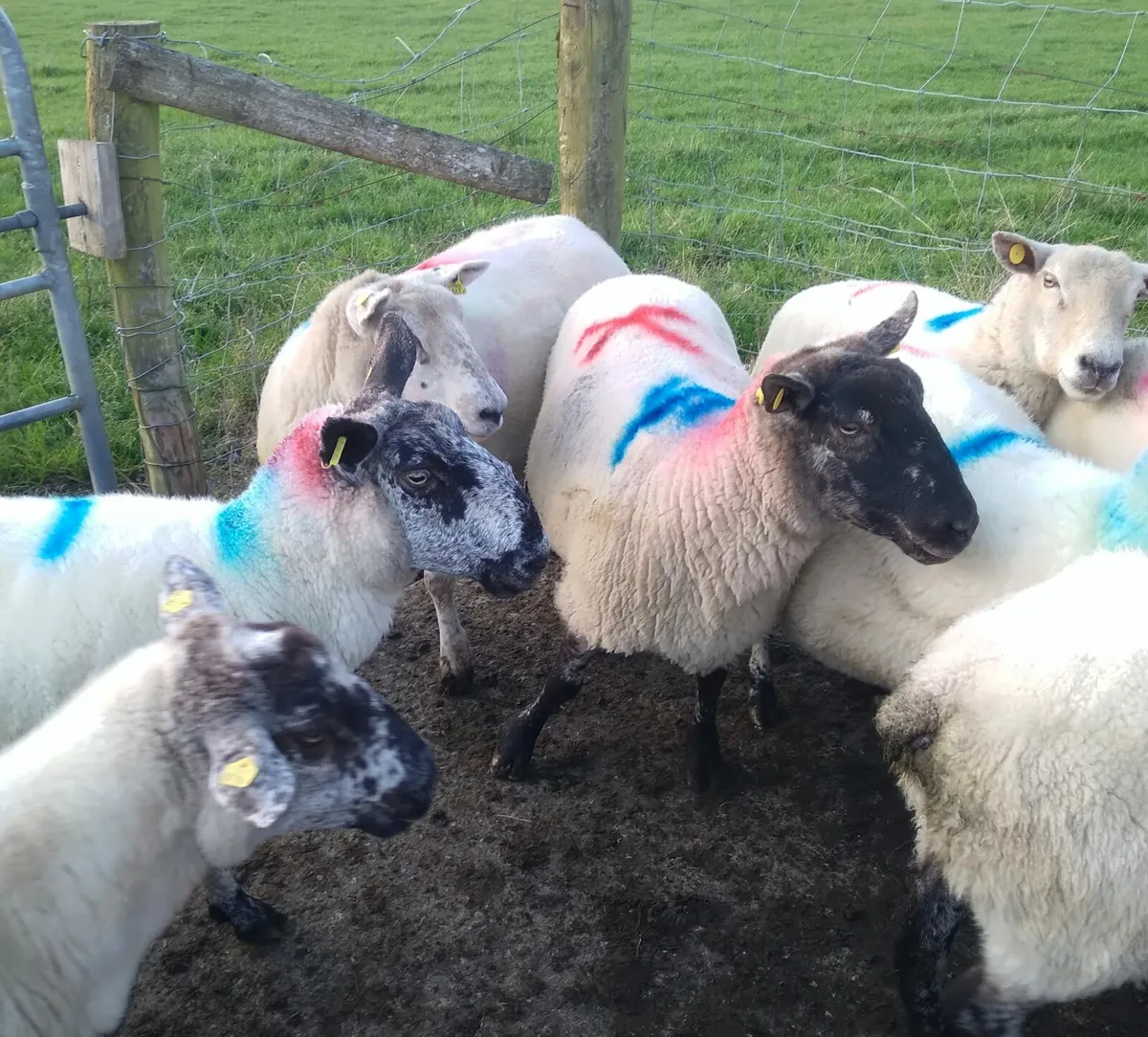 10 2nd and 3rd crop ewes - Image 2