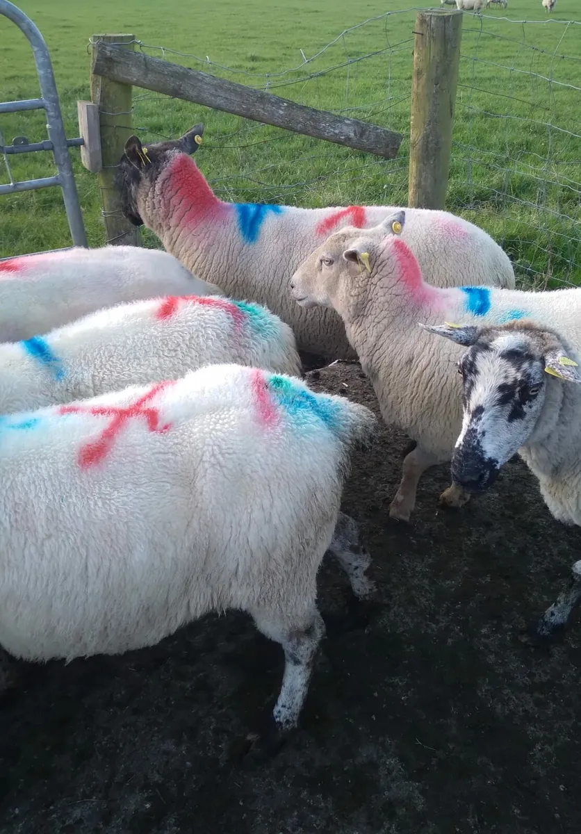 10 2nd and 3rd crop ewes - Image 3