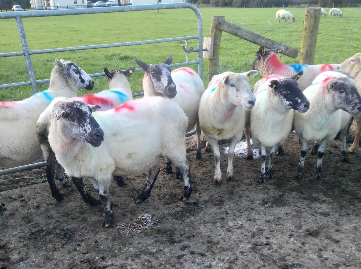 10 2nd and 3rd crop ewes - Image 4