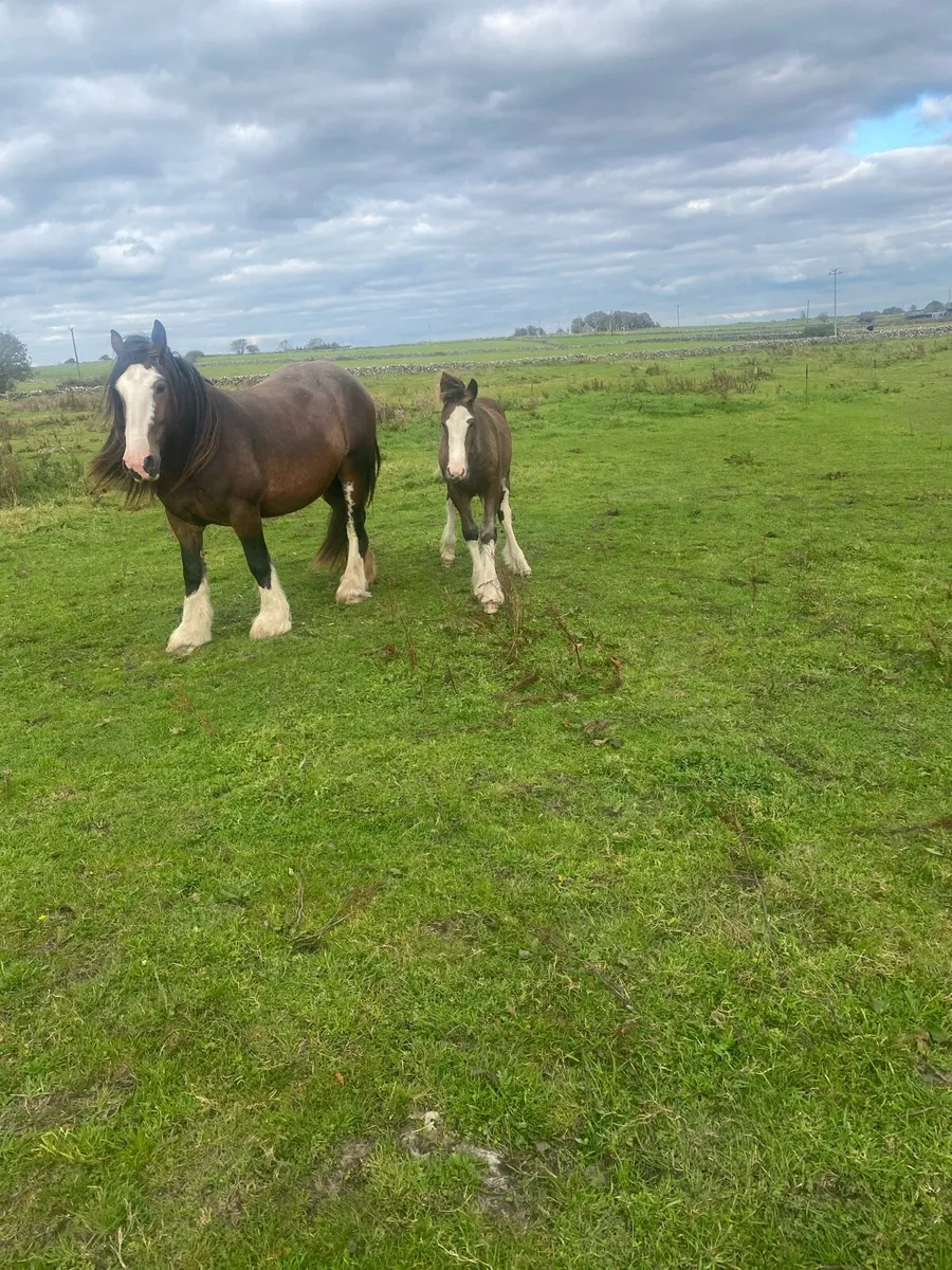Mare and colt goal - Image 1