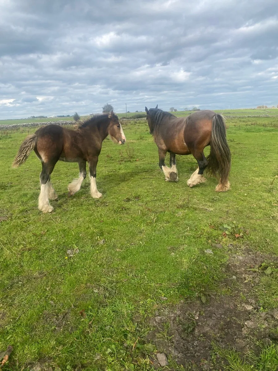Mare and colt goal - Image 3