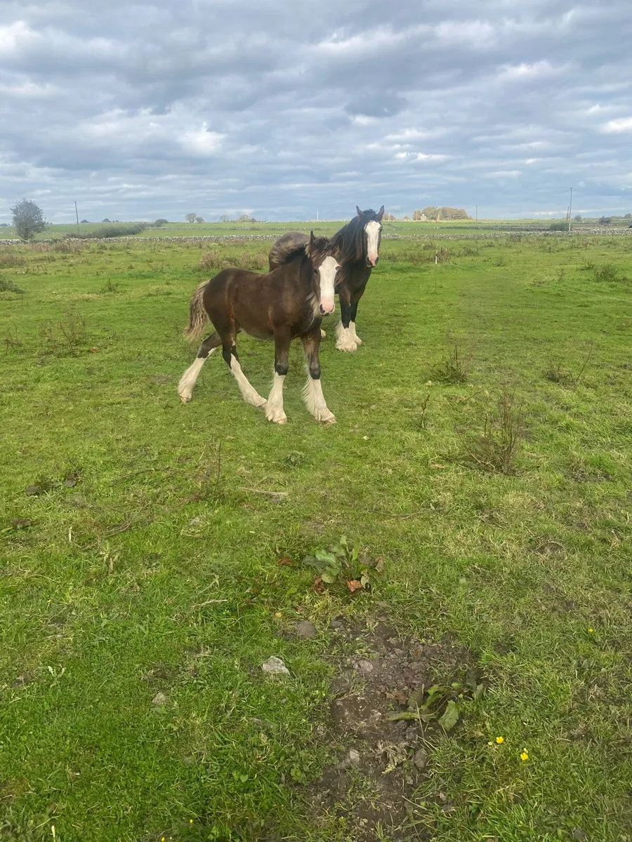 Mare and colt goal - Image 4