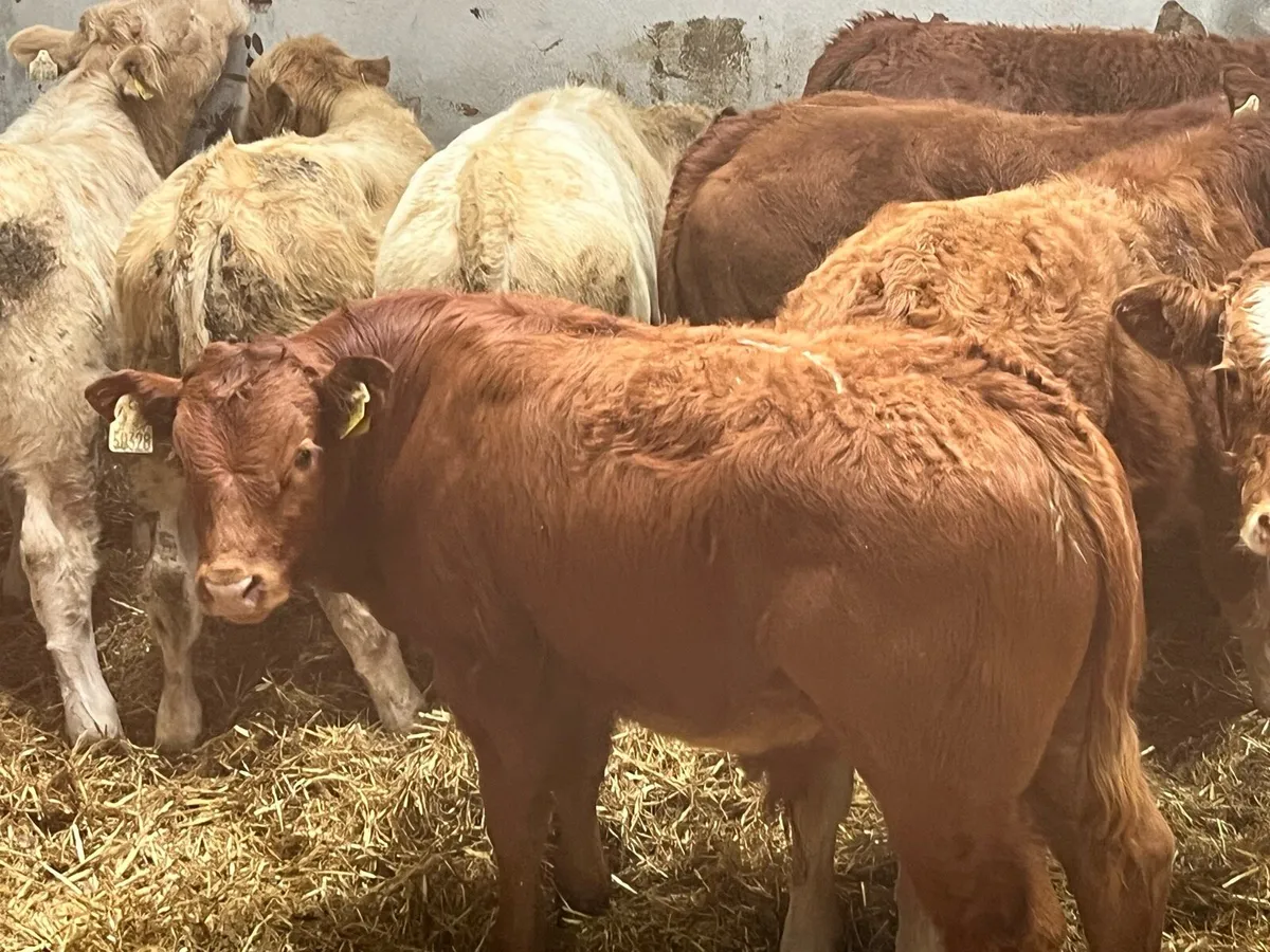 SUCKLER BRED CH LIM BULL WEANLINGS - Image 1