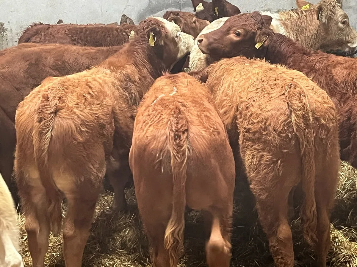 SUCKLER BRED CH LIM BULL WEANLINGS - Image 2