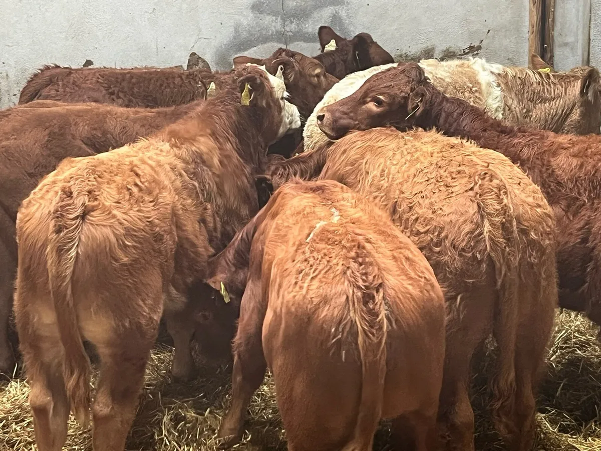 SUCKLER BRED CH LIM BULL WEANLINGS - Image 4