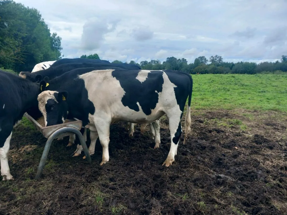 Friesian bulls - Image 1