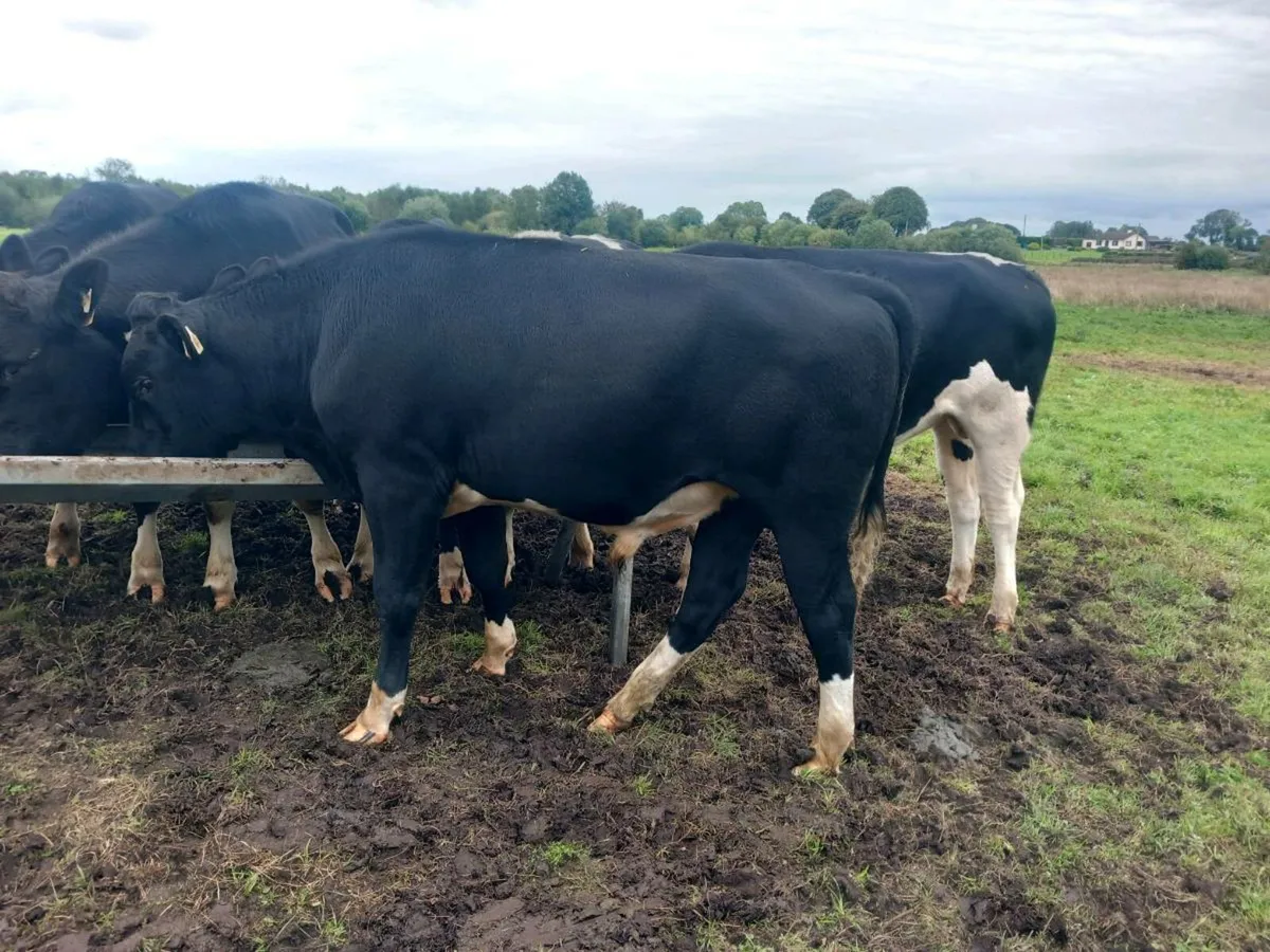 Friesian bulls - Image 3