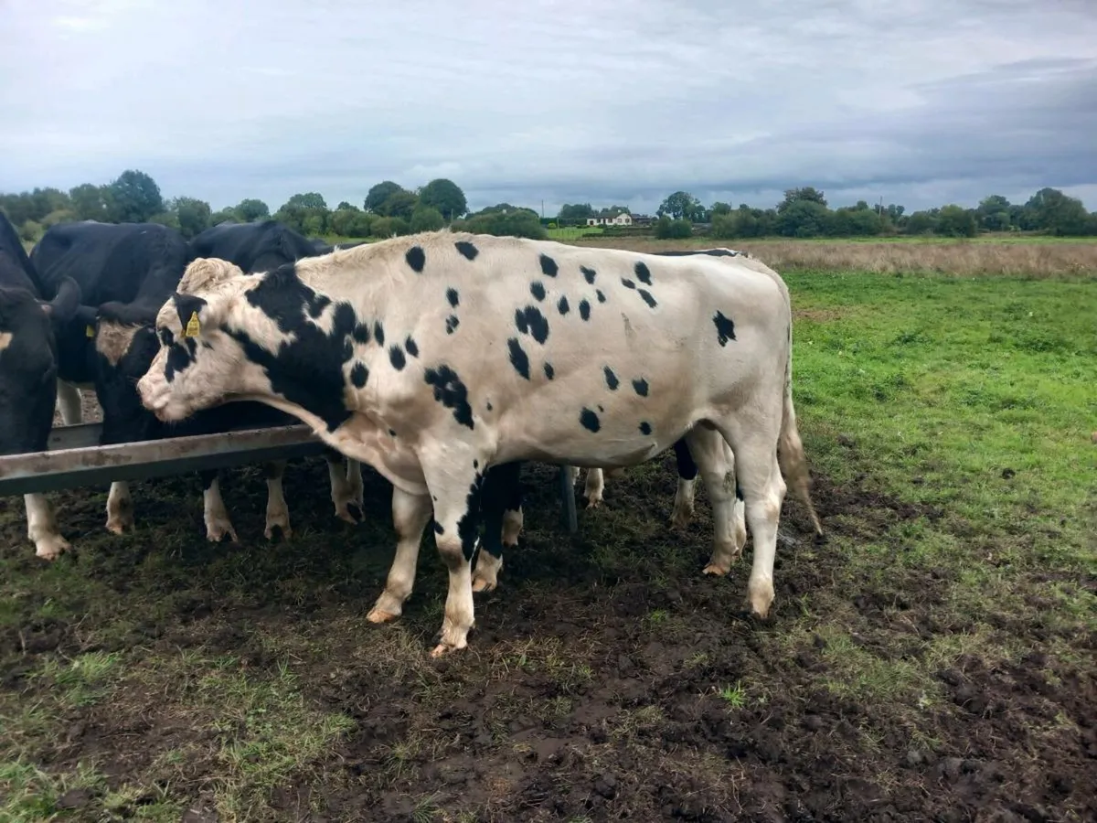 Friesian bulls - Image 4