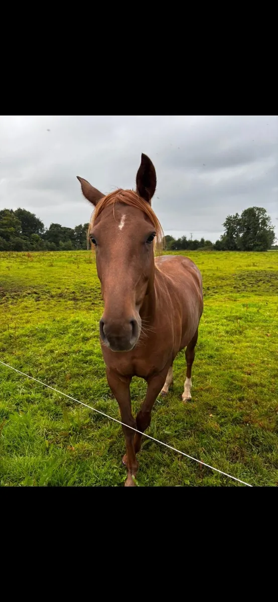 Horse - Image 1