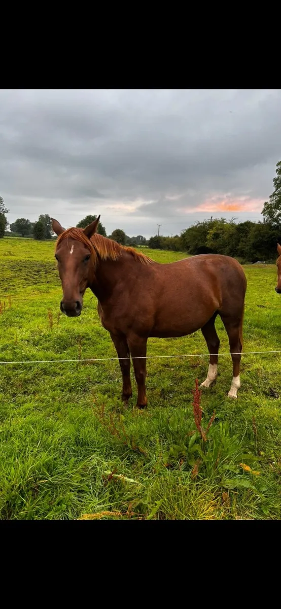 Horse - Image 3