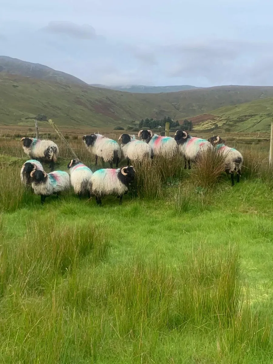 SIS Ram lambs for sale