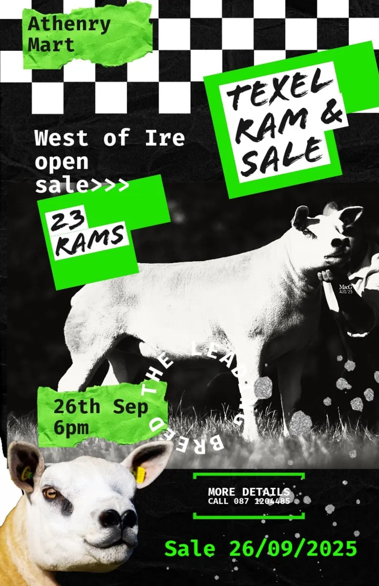 Athenry Texel Ram sale