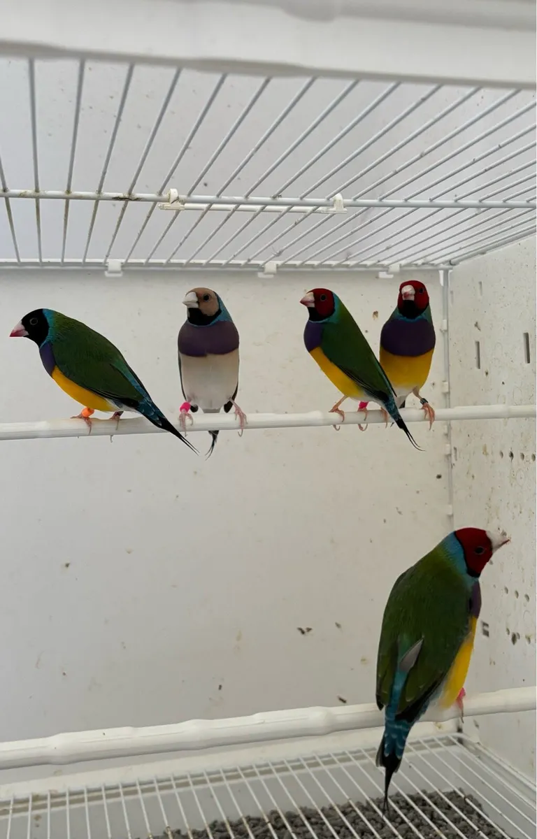 Gouldian Finch & Cage - Image 1