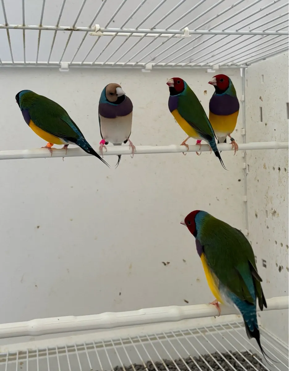 Gouldian Finch & Cage - Image 2