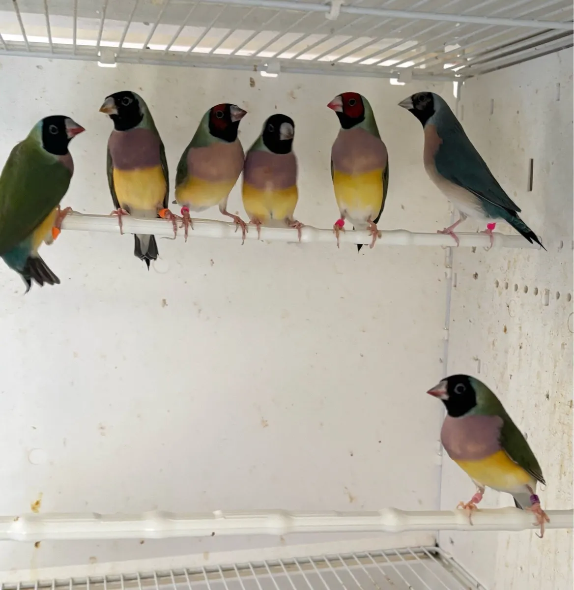Gouldian Finch & Cage - Image 3