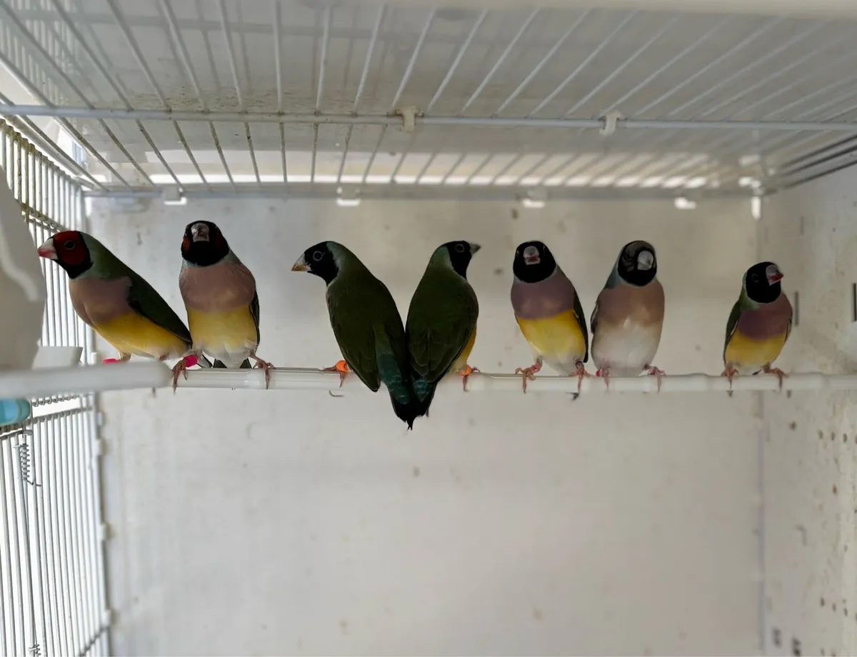 Gouldian Finch & Cage - Image 4