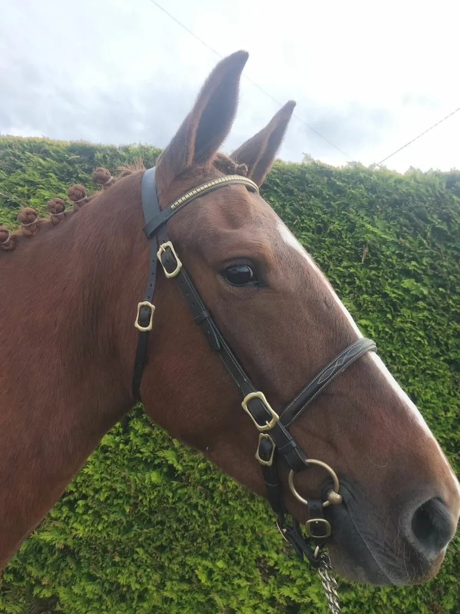 Irish draught 3 Year old Filly - Image 1