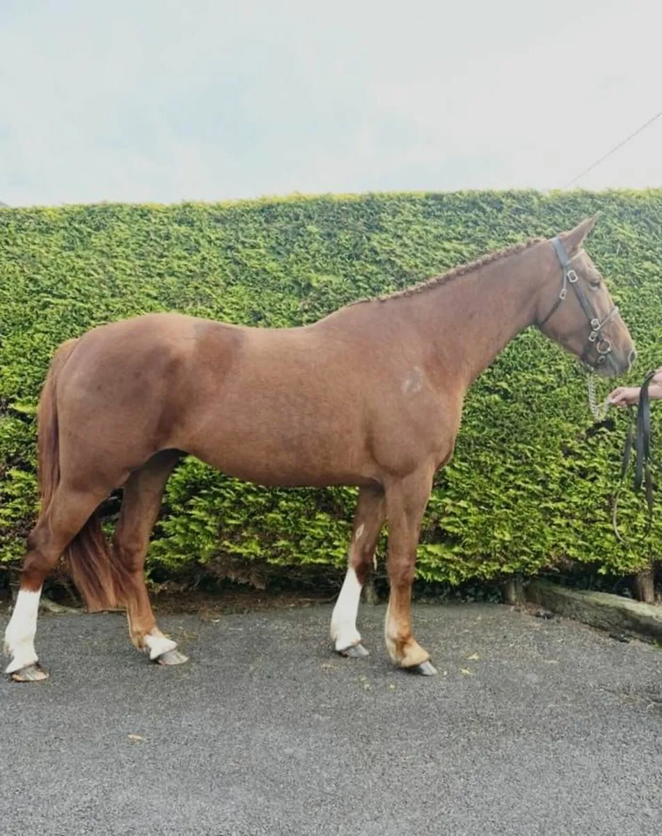 Irish draught 3 Year old Filly - Image 2
