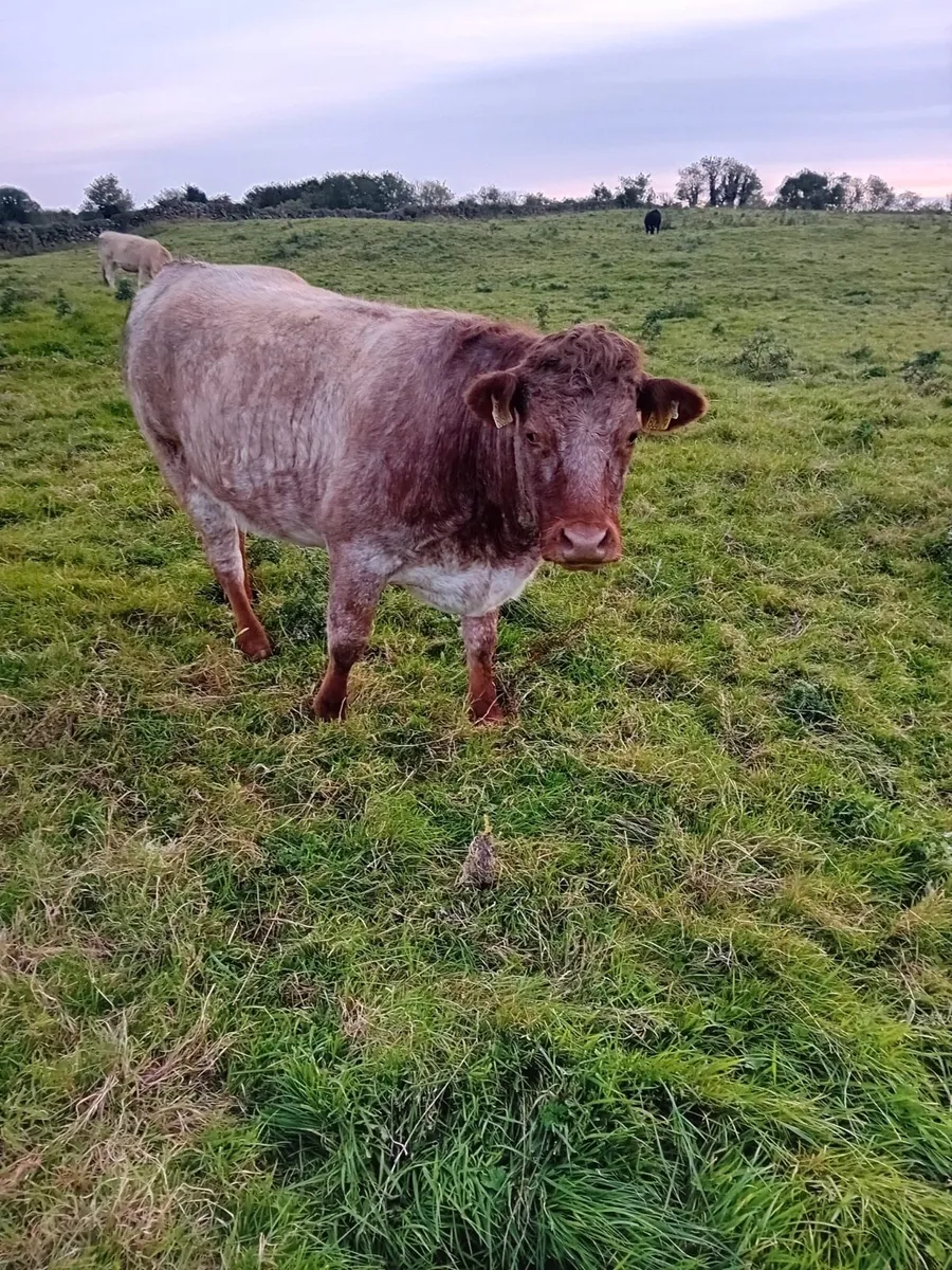 In calf Heifers - Image 1