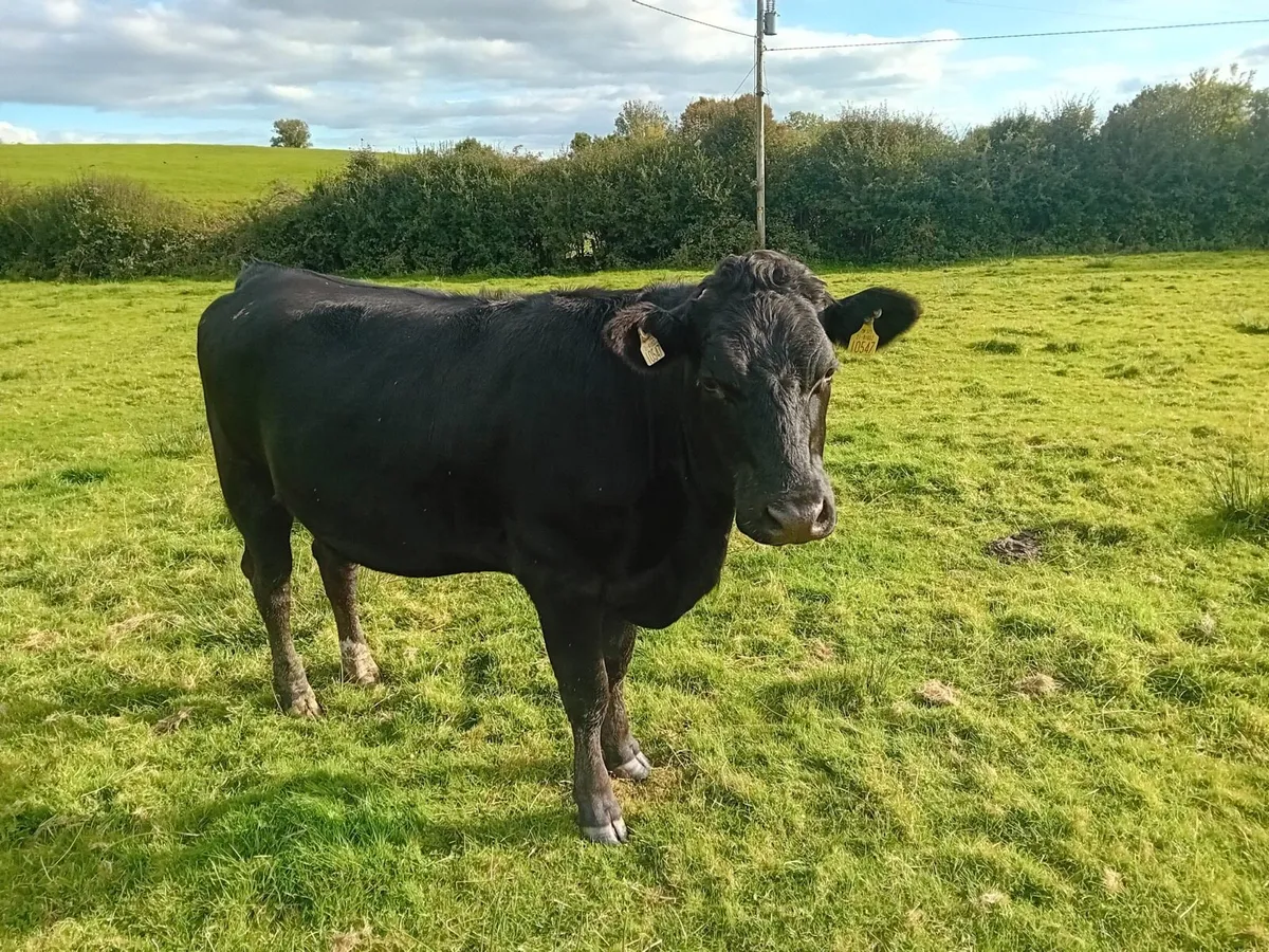 In calf Heifers - Image 2