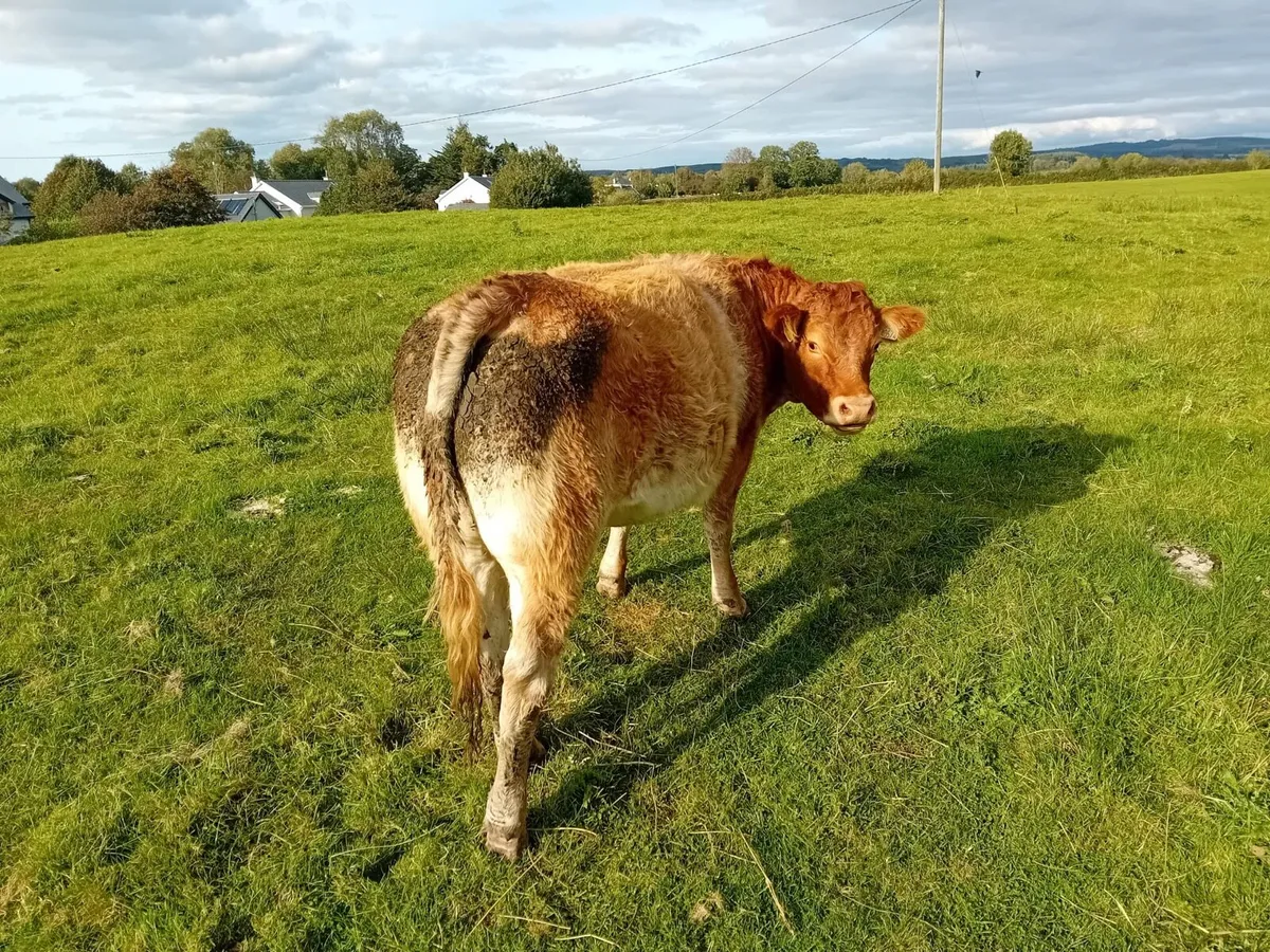 In calf Heifers - Image 3
