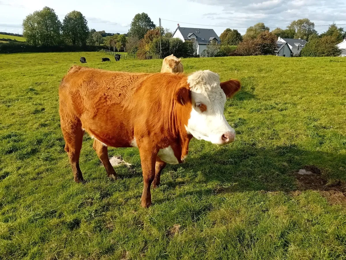 In calf Heifers - Image 4