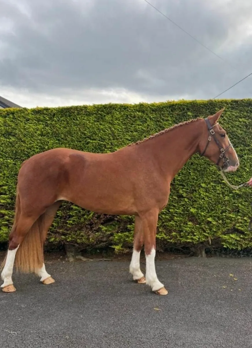 3 Year old Irish Draught Filly - Image 1