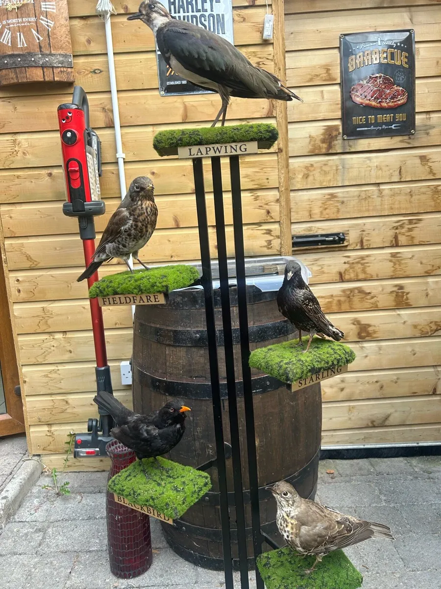 Taxidermy