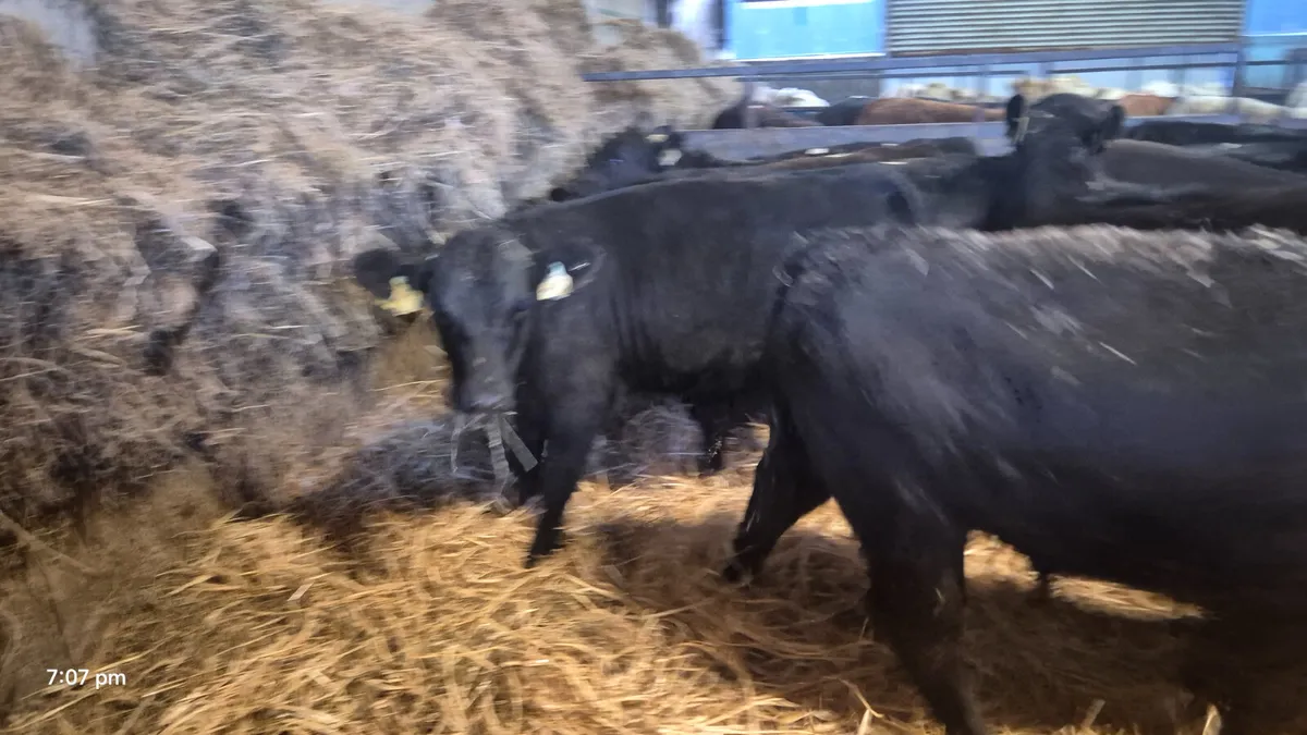 15 Proper Suckler bred angus bulls - Image 4