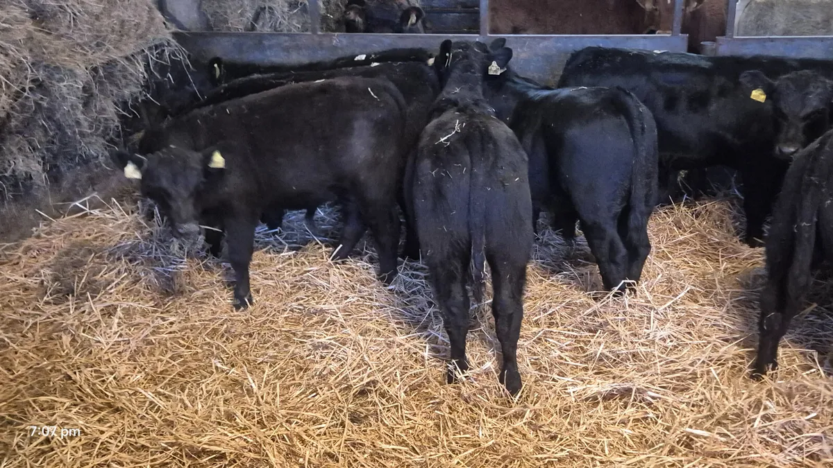 15 Proper Suckler bred angus bulls - Image 3