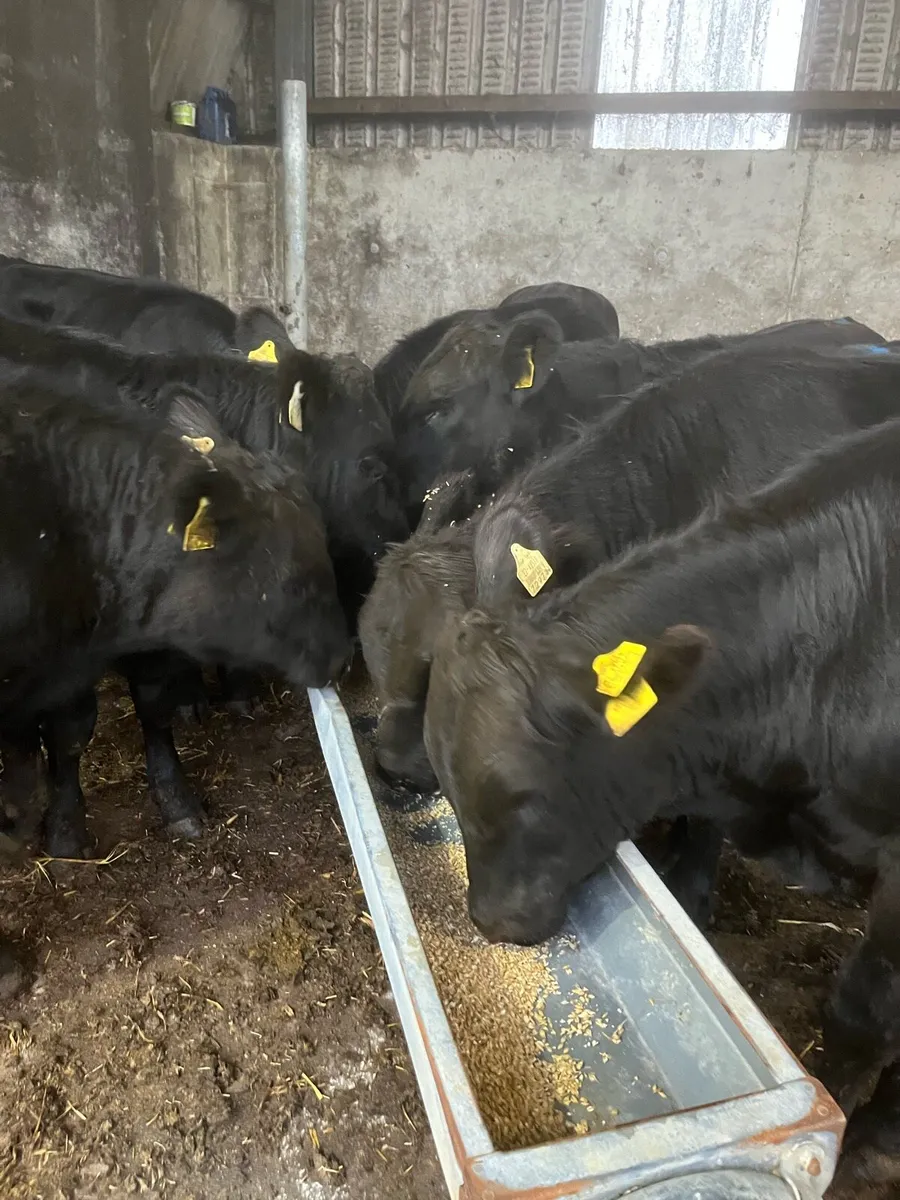 8 super Angus bull Weanlings 275kg - Image 1