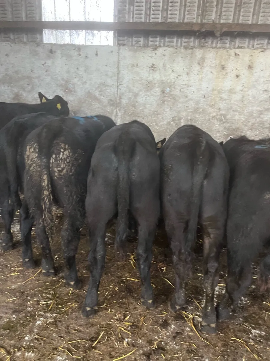 8 super Angus bull Weanlings 275kg - Image 2