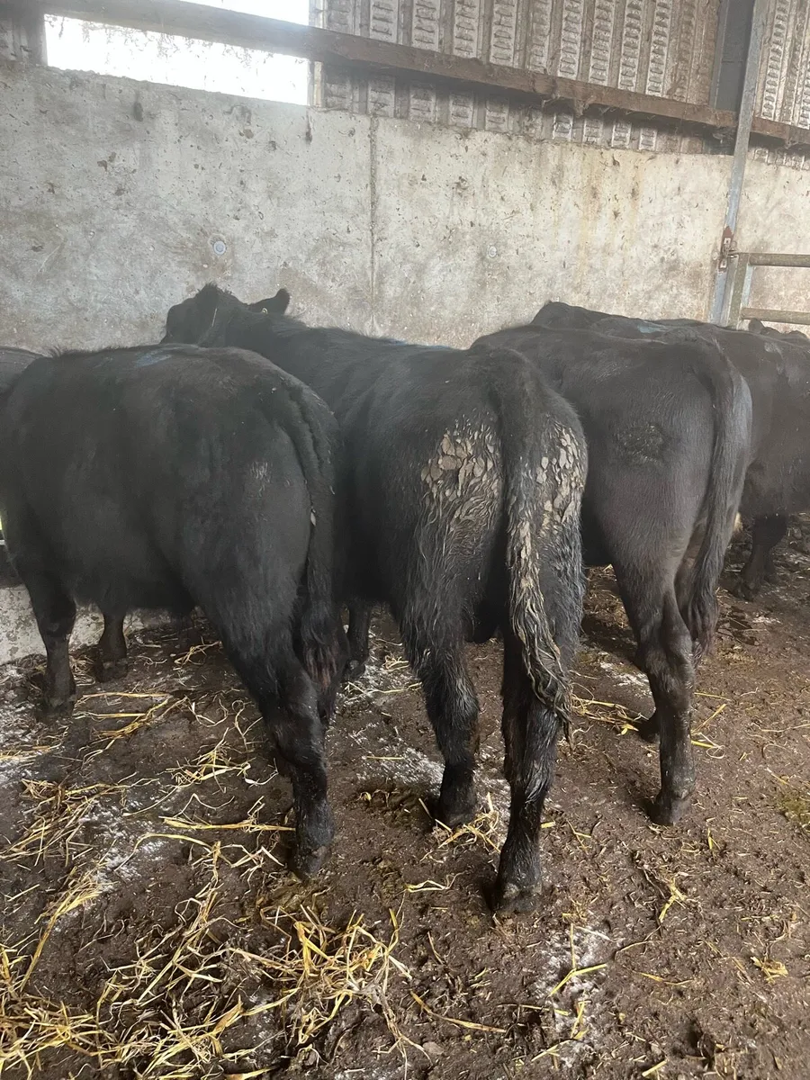 8 super Angus bull Weanlings 275kg - Image 3