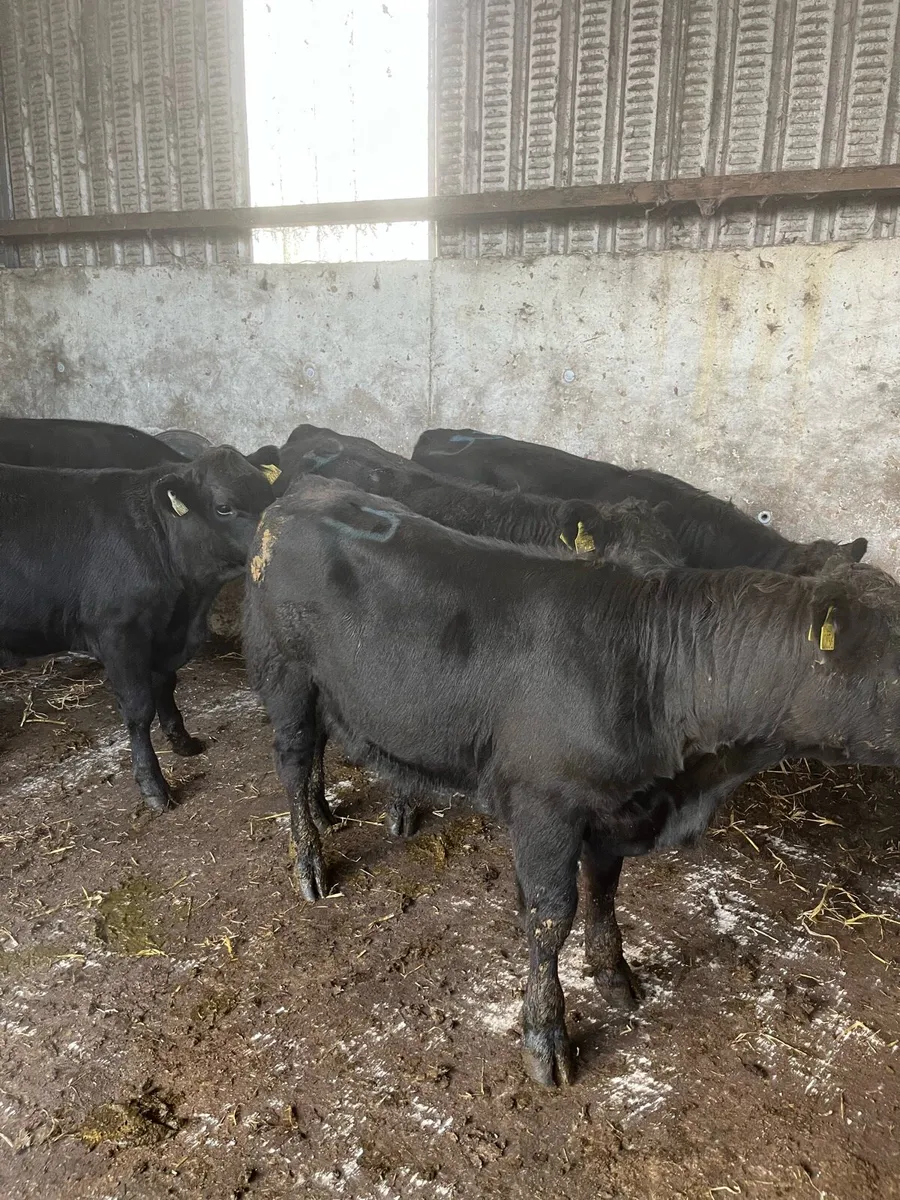 8 super Angus bull Weanlings 275kg - Image 4
