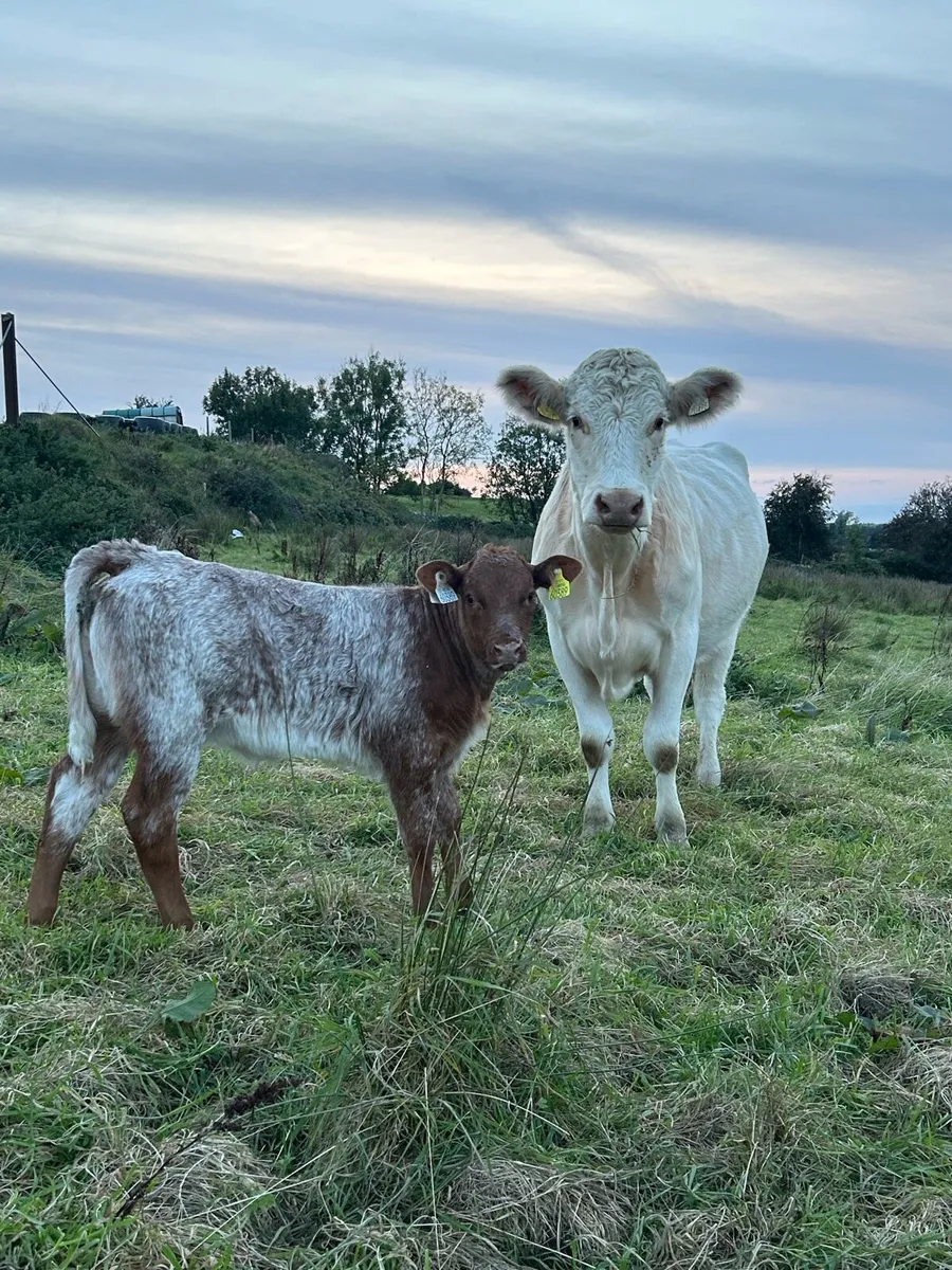 Cows and Calves at Foot - Image 1
