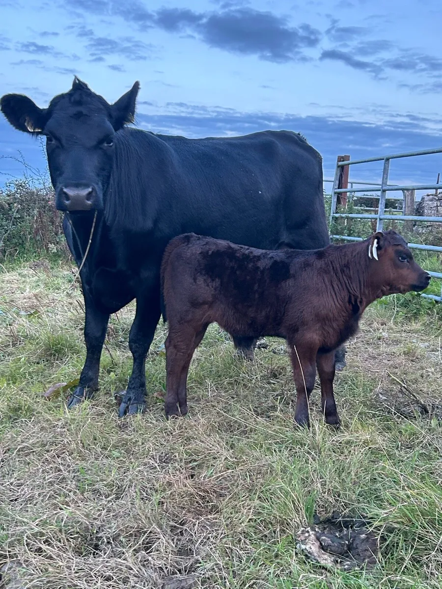Cows and Calves at Foot - Image 3