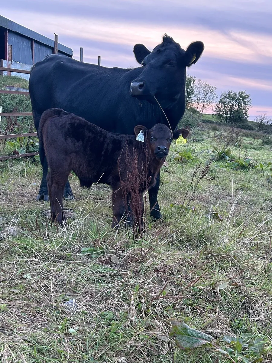 Cows and Calves at Foot - Image 4