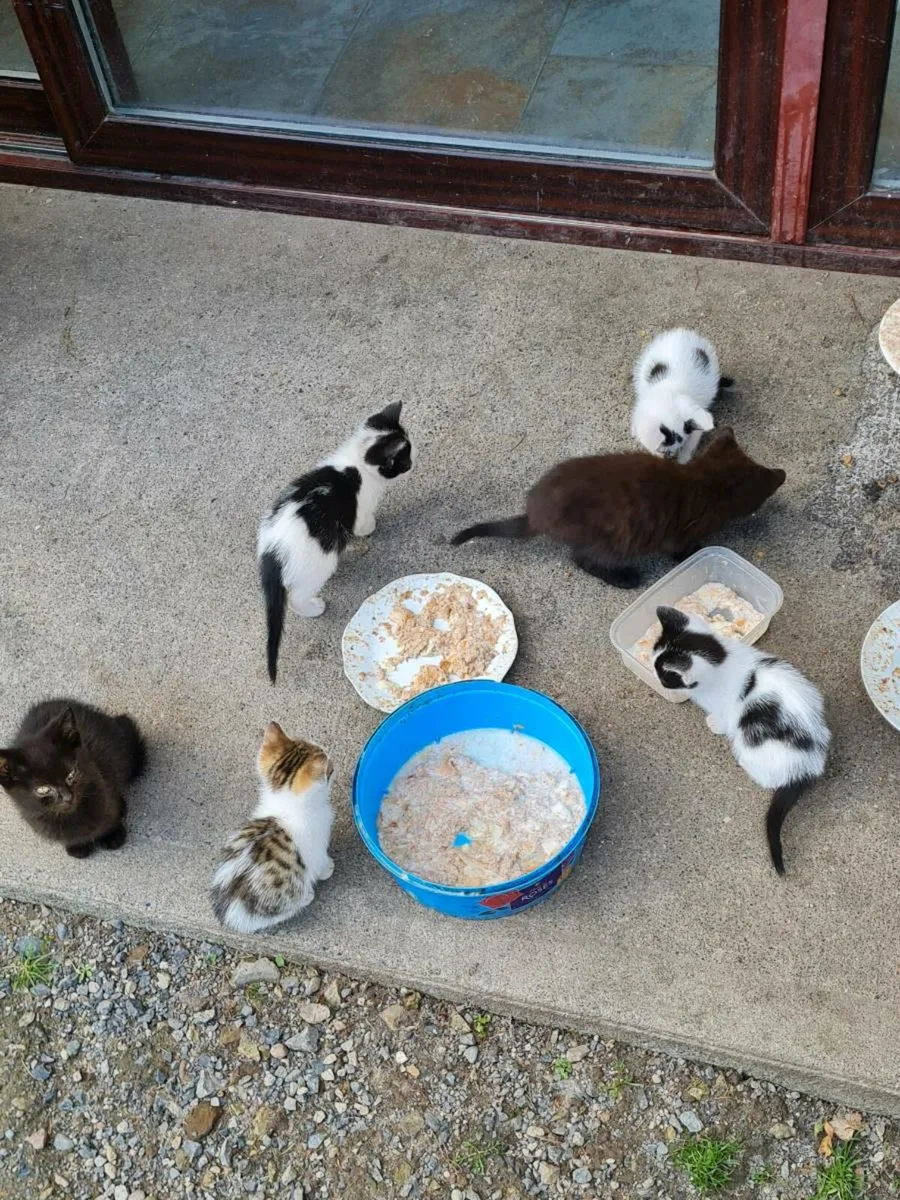 Kittens - Image 1