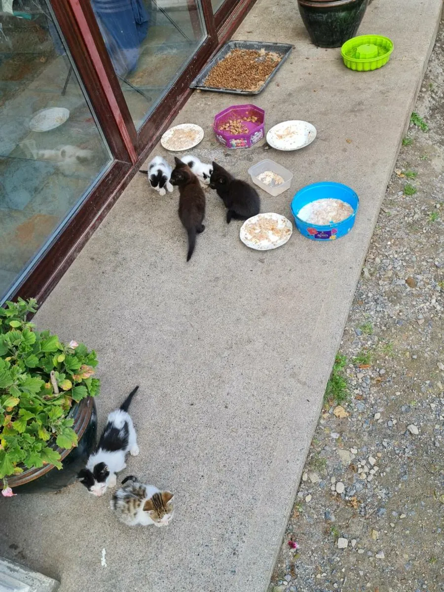 Kittens - Image 2