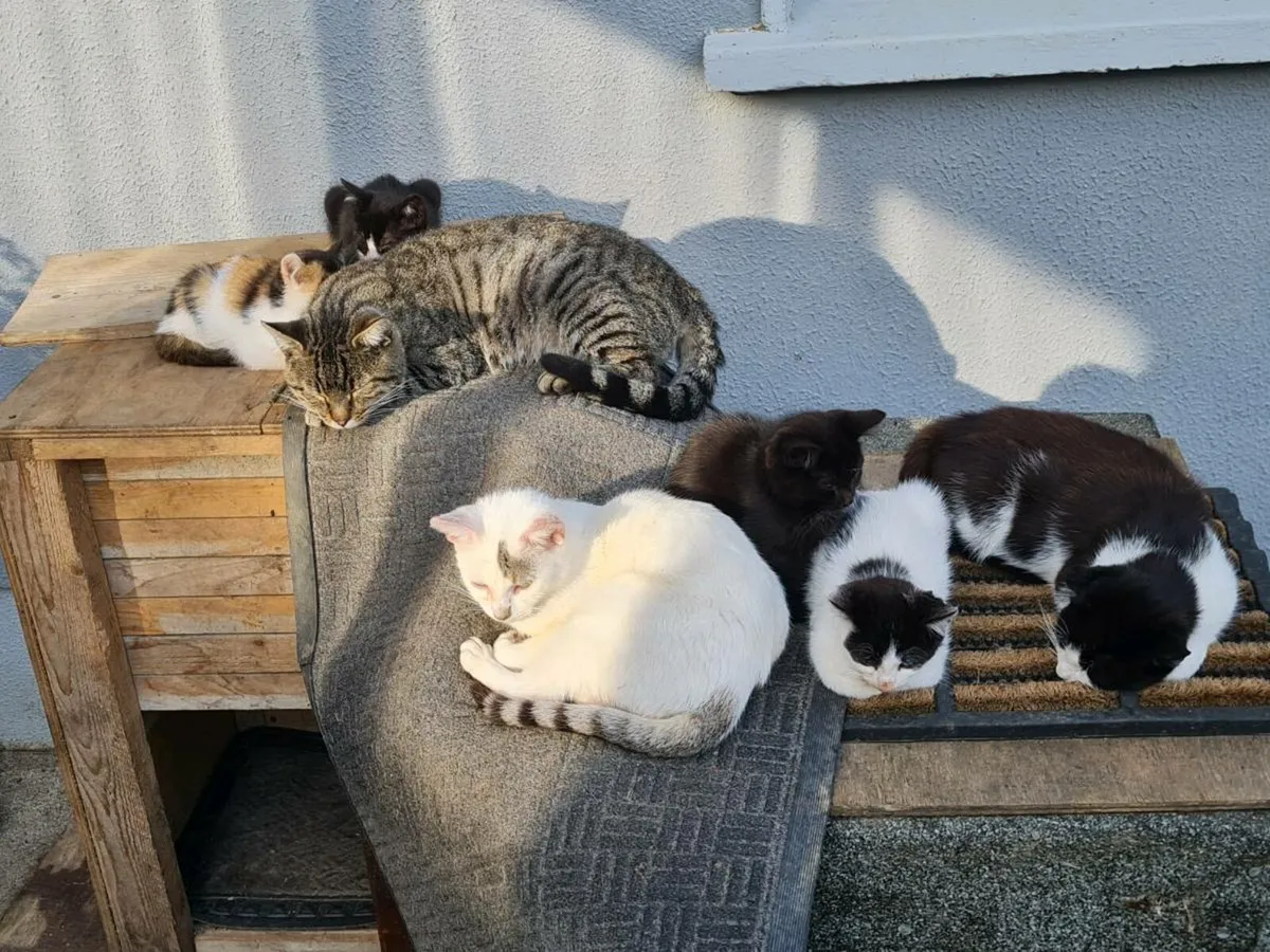 Kittens - Image 3