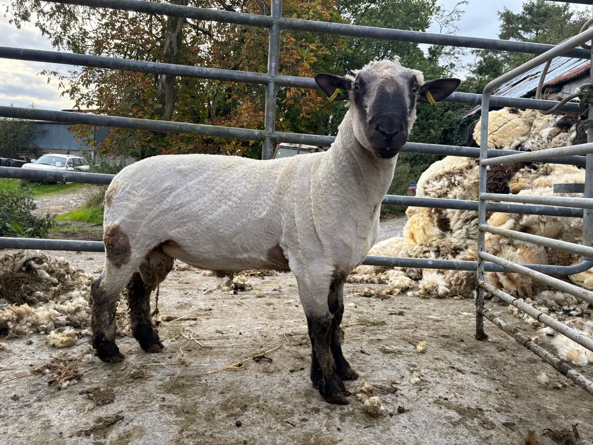 PBR Hampshire down ram - Image 1