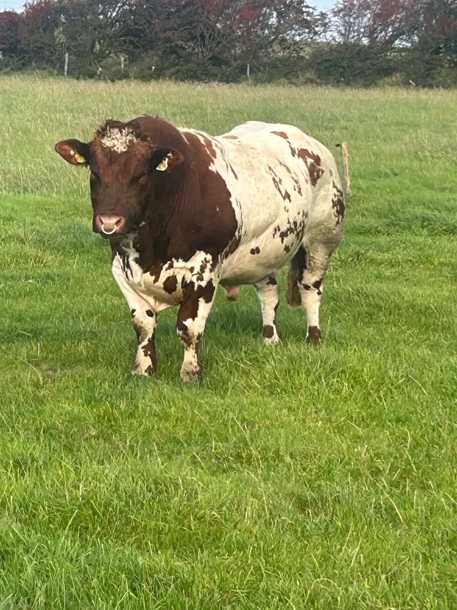 🔥 Roanfire🔥 5⭐️ Roan Hybrid Bull Balla SATURDAY - Image 2