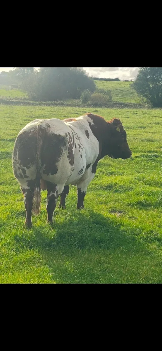 🔥 Roanfire🔥 5⭐️ Roan Hybrid Bull Balla SATURDAY - Image 3