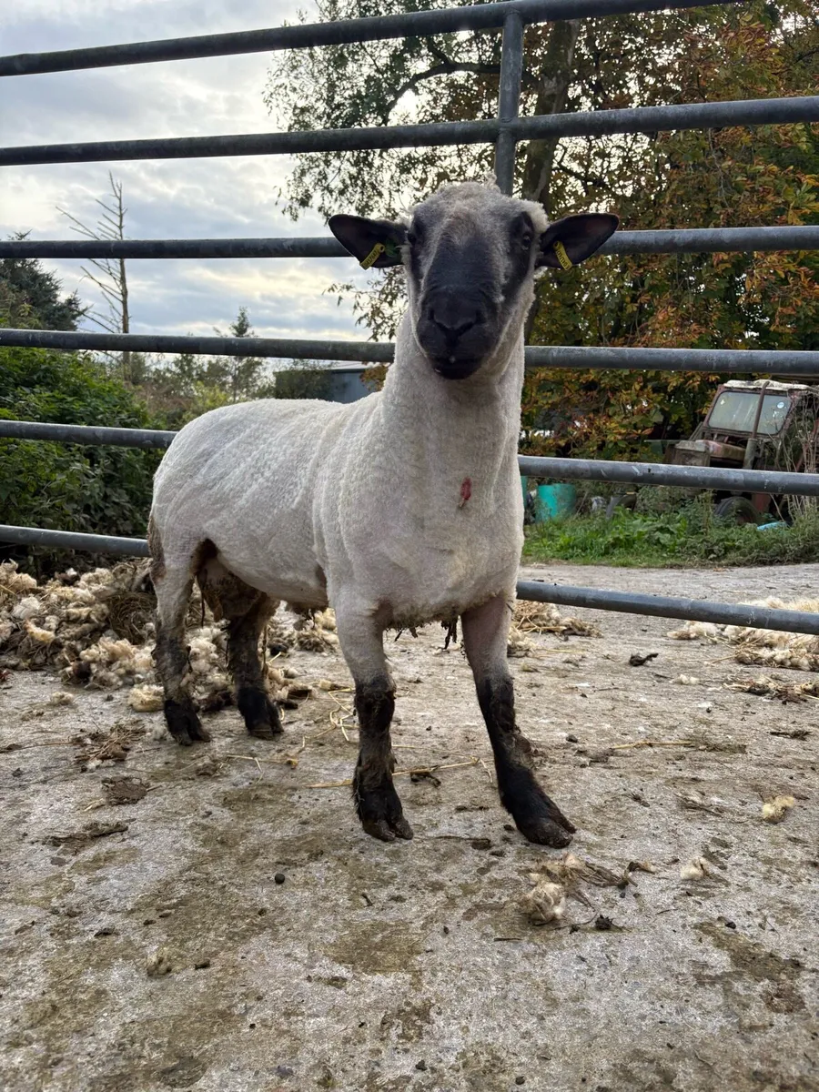 PBR Hampshire down ram - Image 3