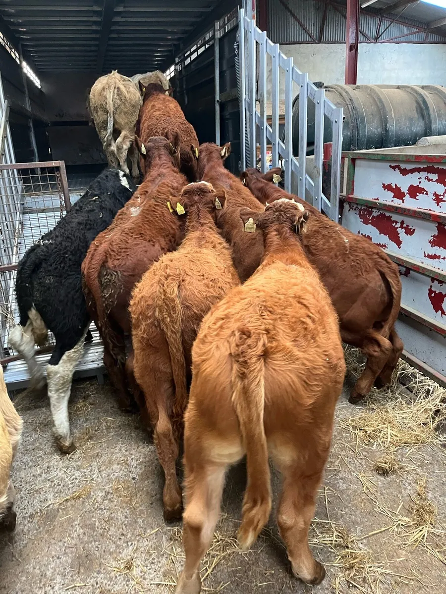Super 250Kg Red LIM Bull Weanlings - Image 1