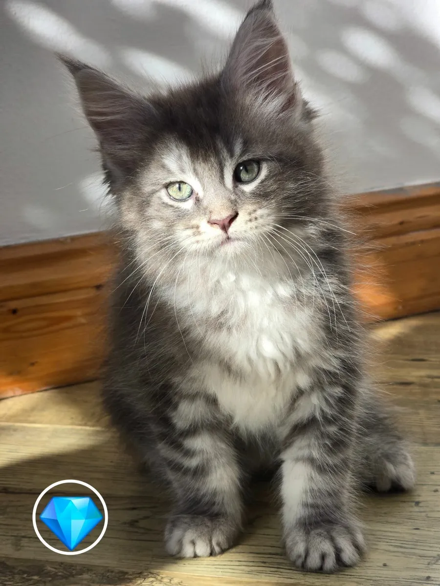 Kittens - Image 2